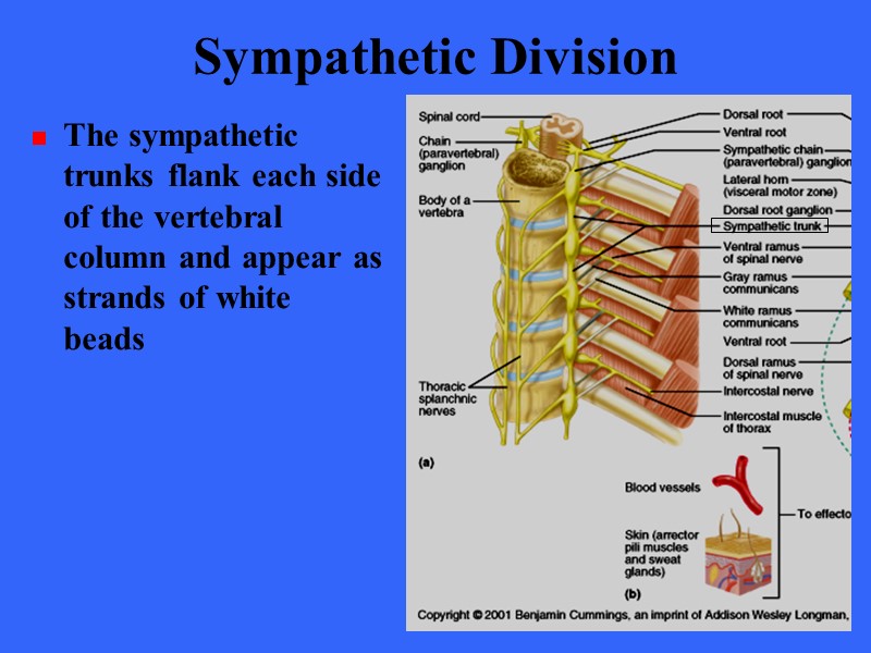 Sympathetic Division The sympathetic trunks flank each side of the vertebral column and appear